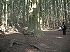 大杉の広場１