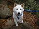 山頂へ向かう犬１